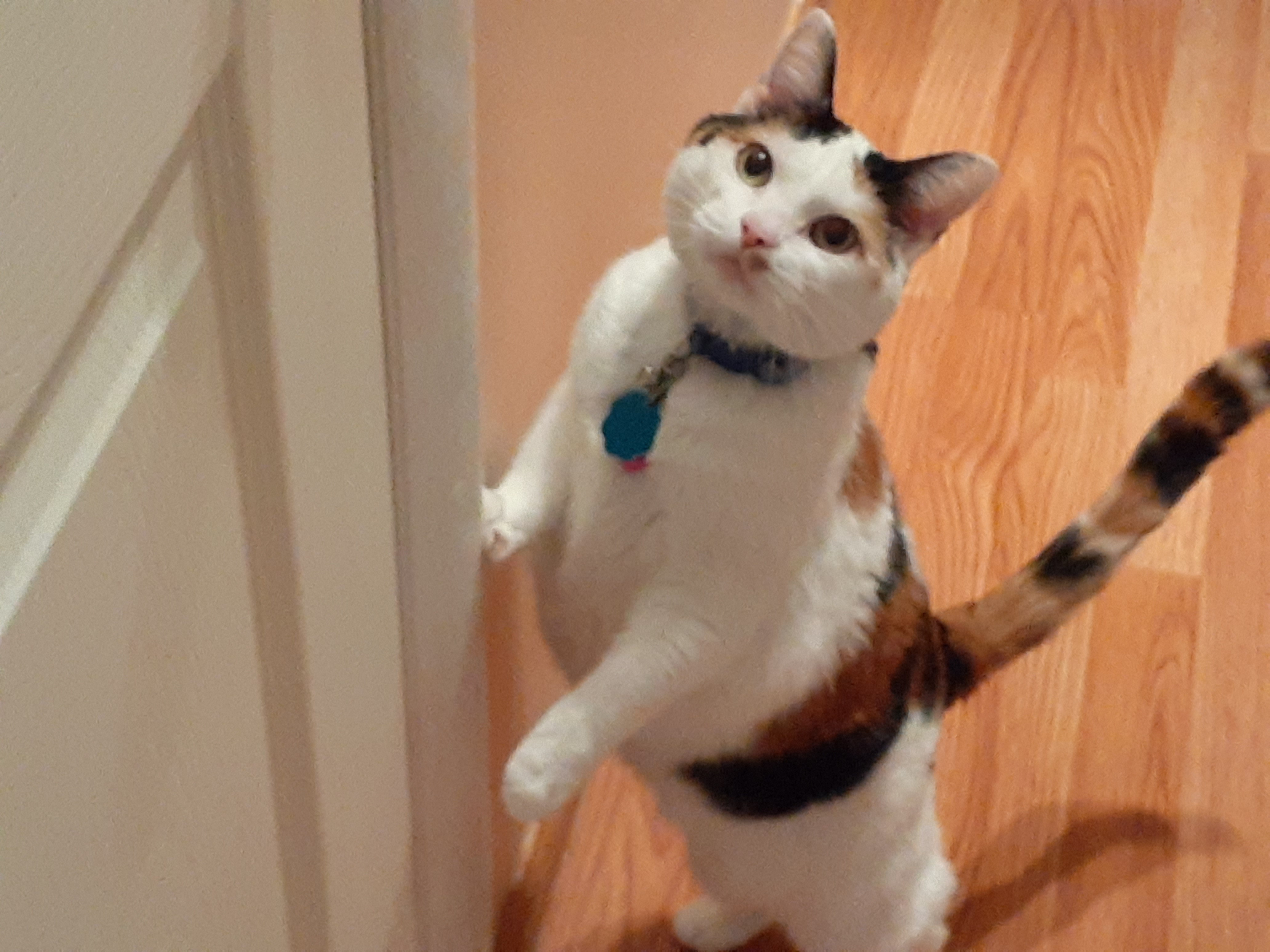 standing cat