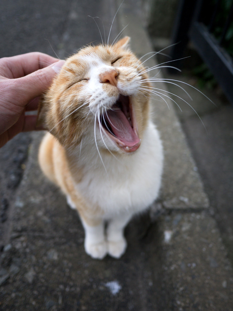 yawning cat