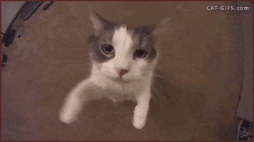 cat-kiss