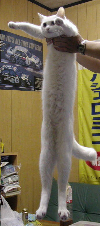 that's a long cat